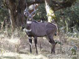 Image de Tragelaphus buxtoni (Lydekker 1910)