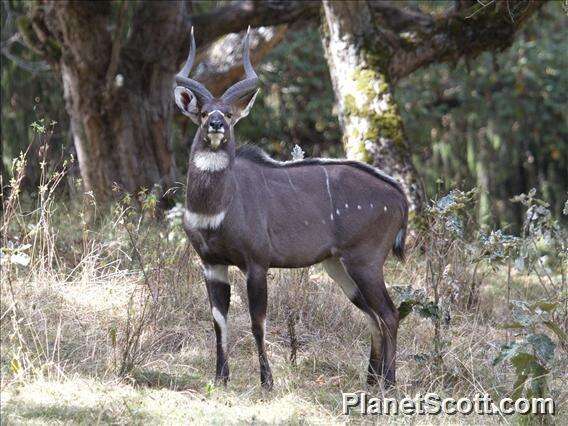 Image of Mountain nyala