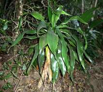 Image of large-leaved dragon tree