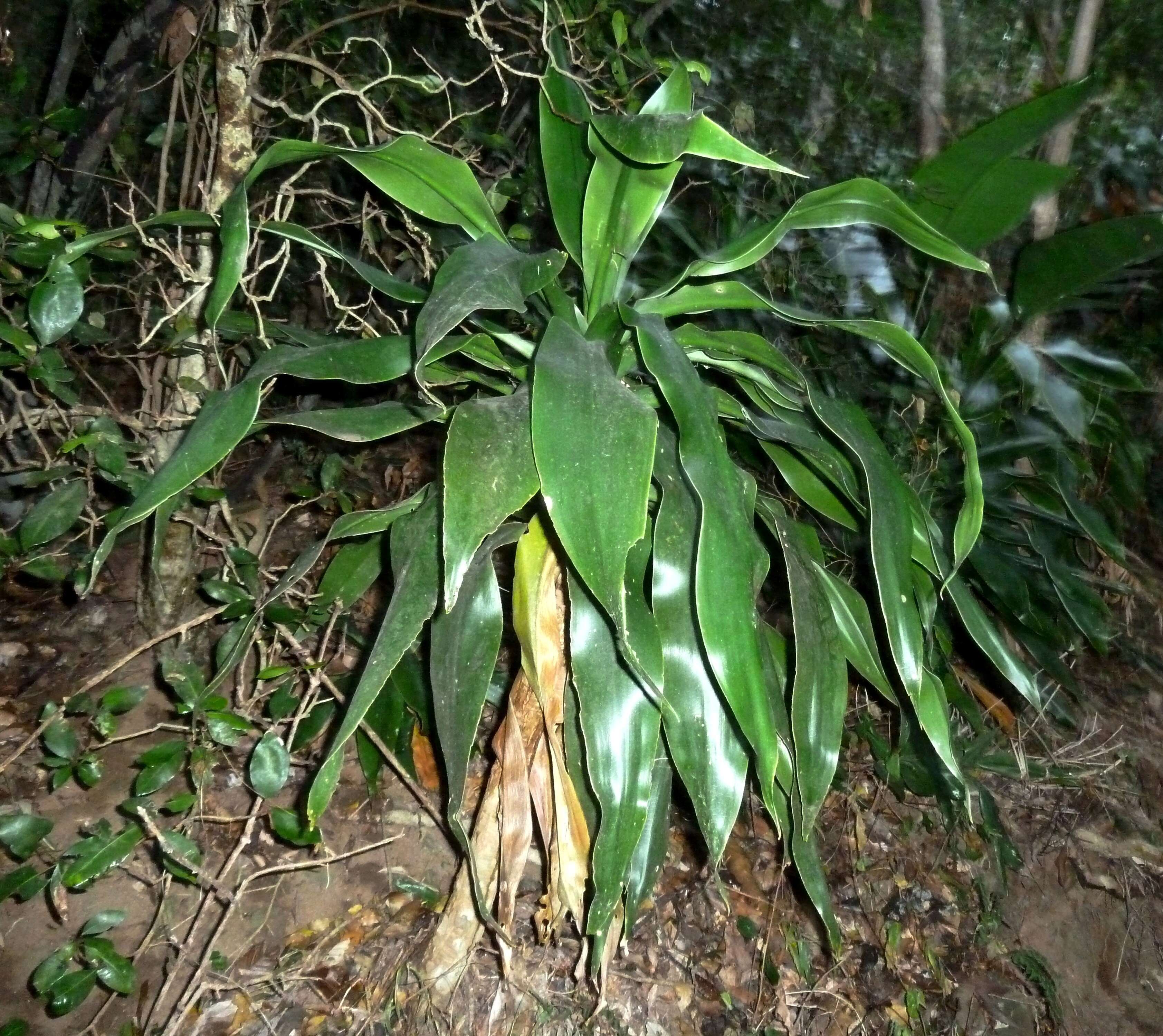 Image of large-leaved dragon tree