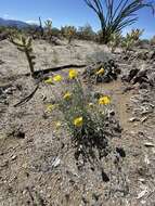 Image of woolly desert marigold