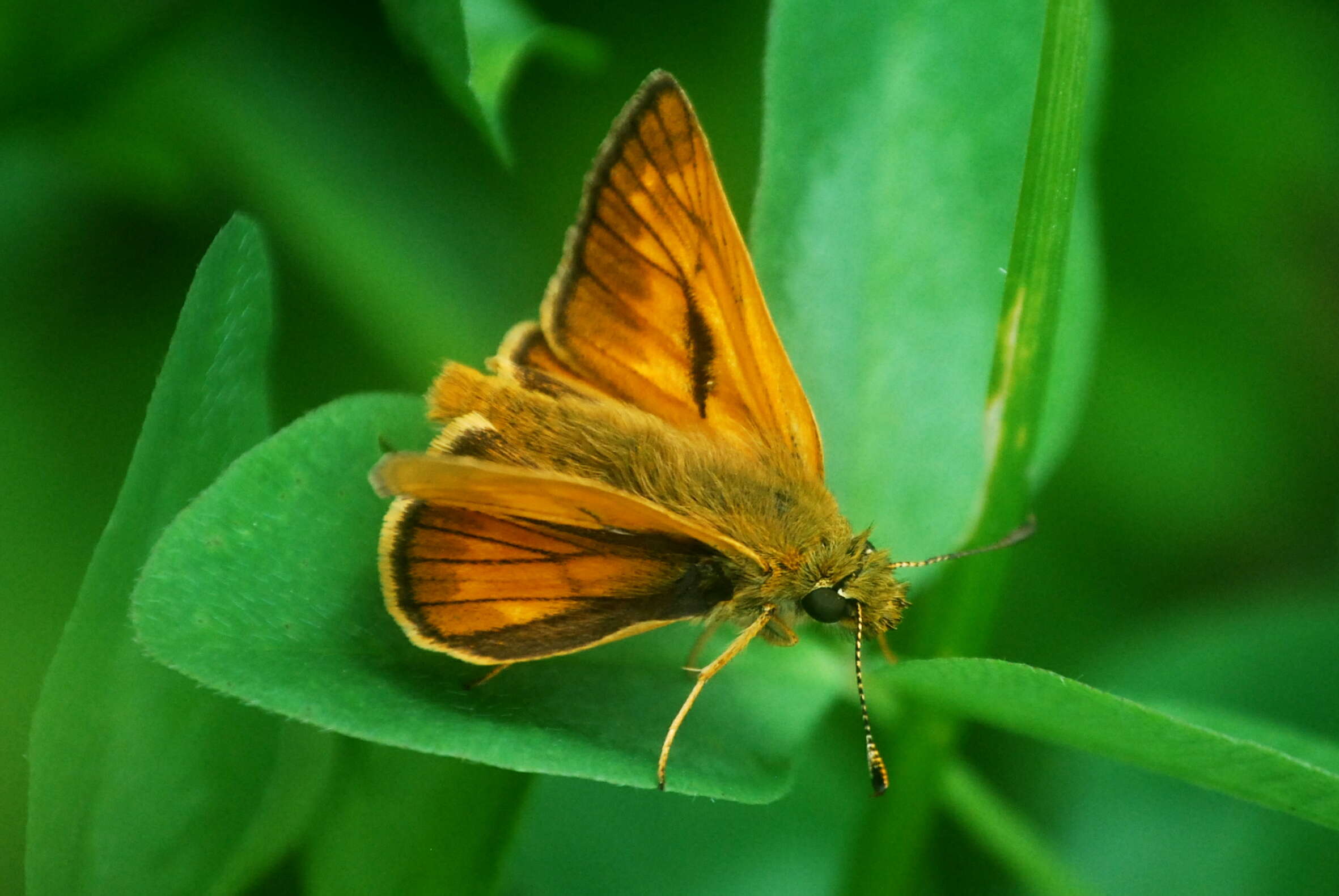 Image of Ochlodes sylvanus