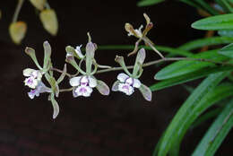 Image of Encyclia alata (Bateman) Schltr.
