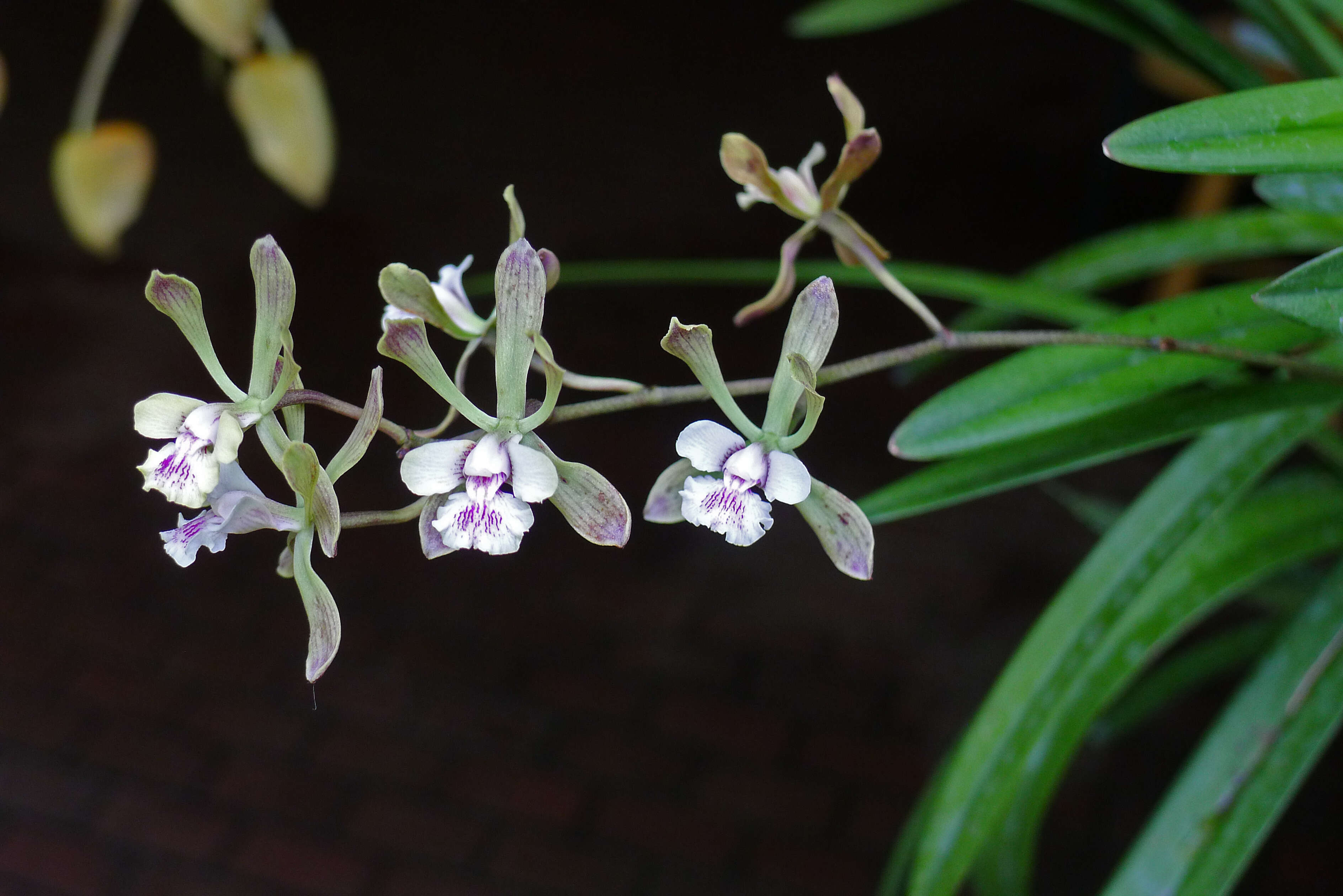 Image of Encyclia alata (Bateman) Schltr.