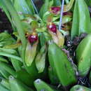 Image of Bulbophyllum graveolens (F. M. Bailey) J. J. Sm.