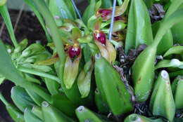 Image of Bulbophyllum graveolens (F. M. Bailey) J. J. Sm.