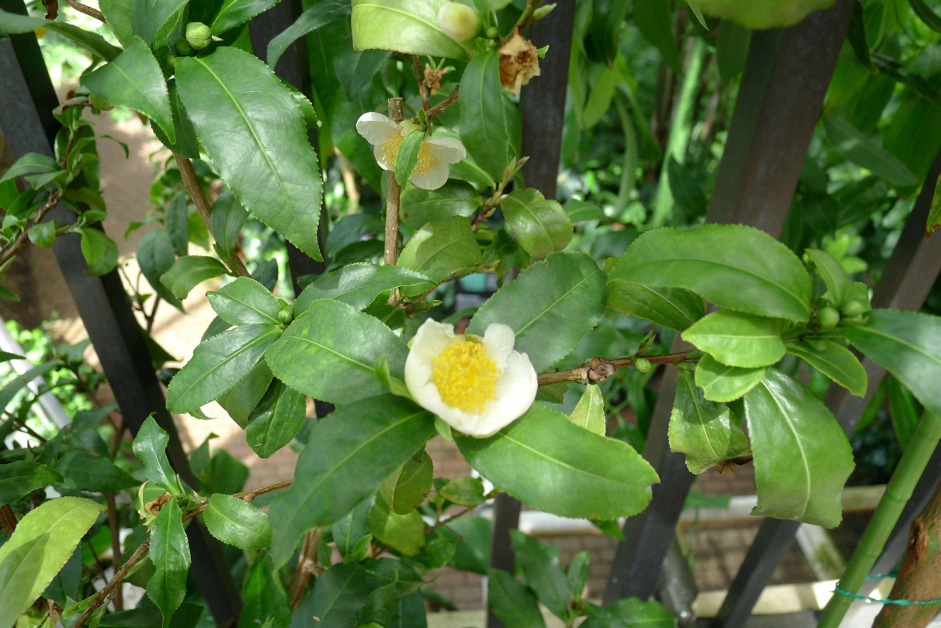 Image of Tea plant