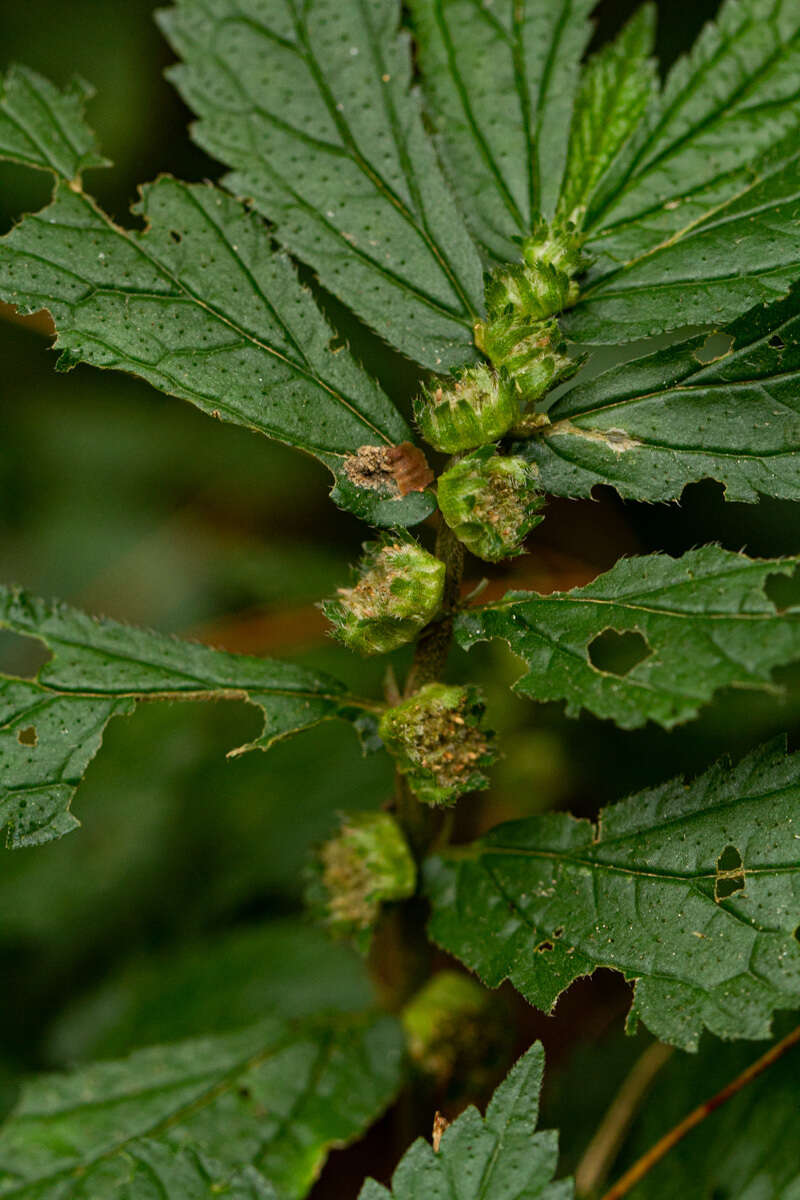 Image of Elatostema monticola Hook. fil.