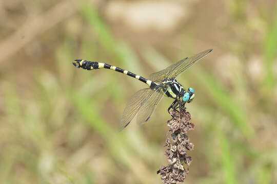 Image of Lamelligomphus ringens (Needham 1930)