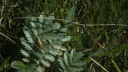 Image of Slender Crab Spiders