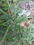 Image of melonleaf nightshade