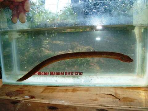 Image of Fatlips swamp eel