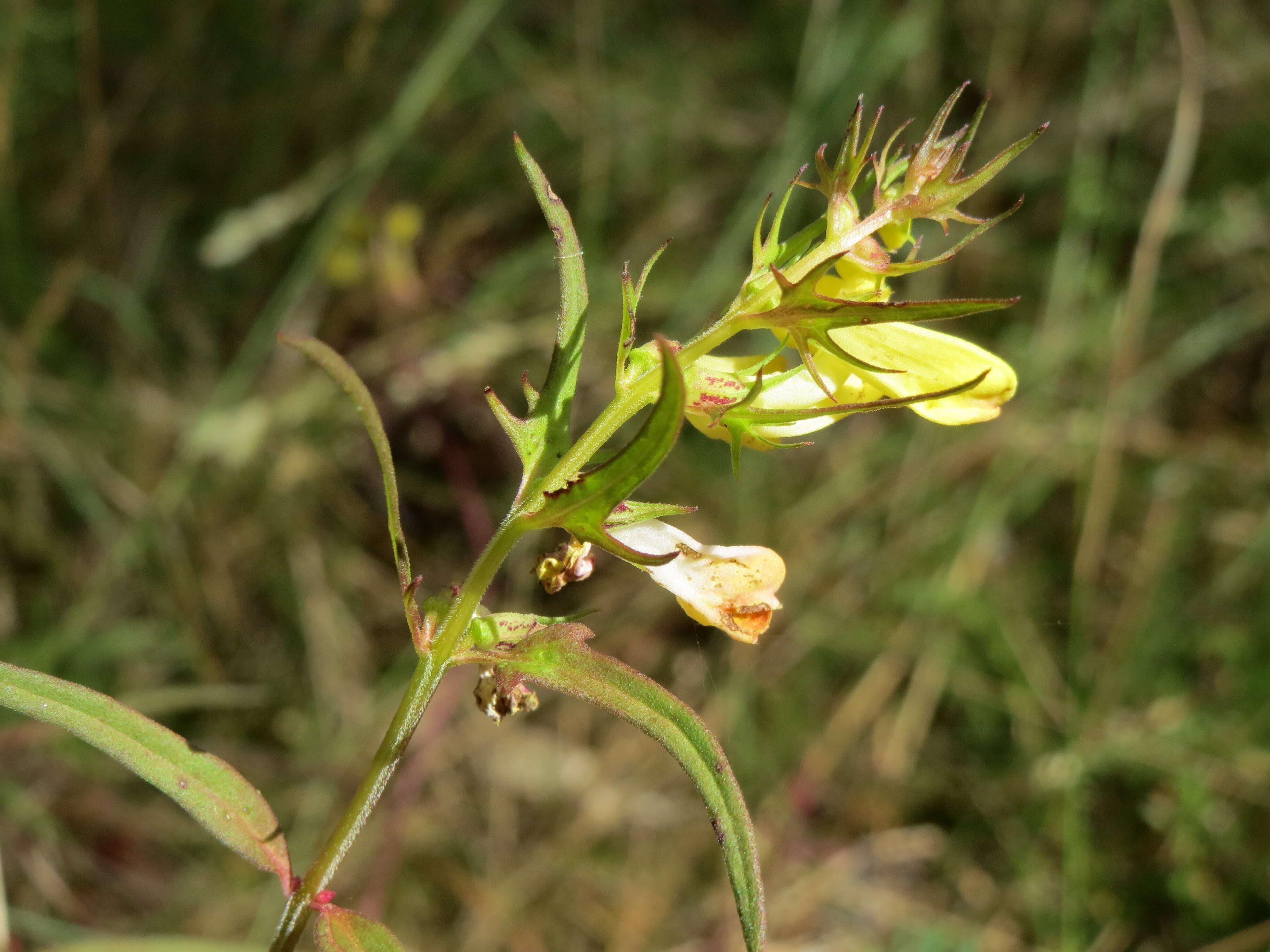 Image de mélampyre des prés