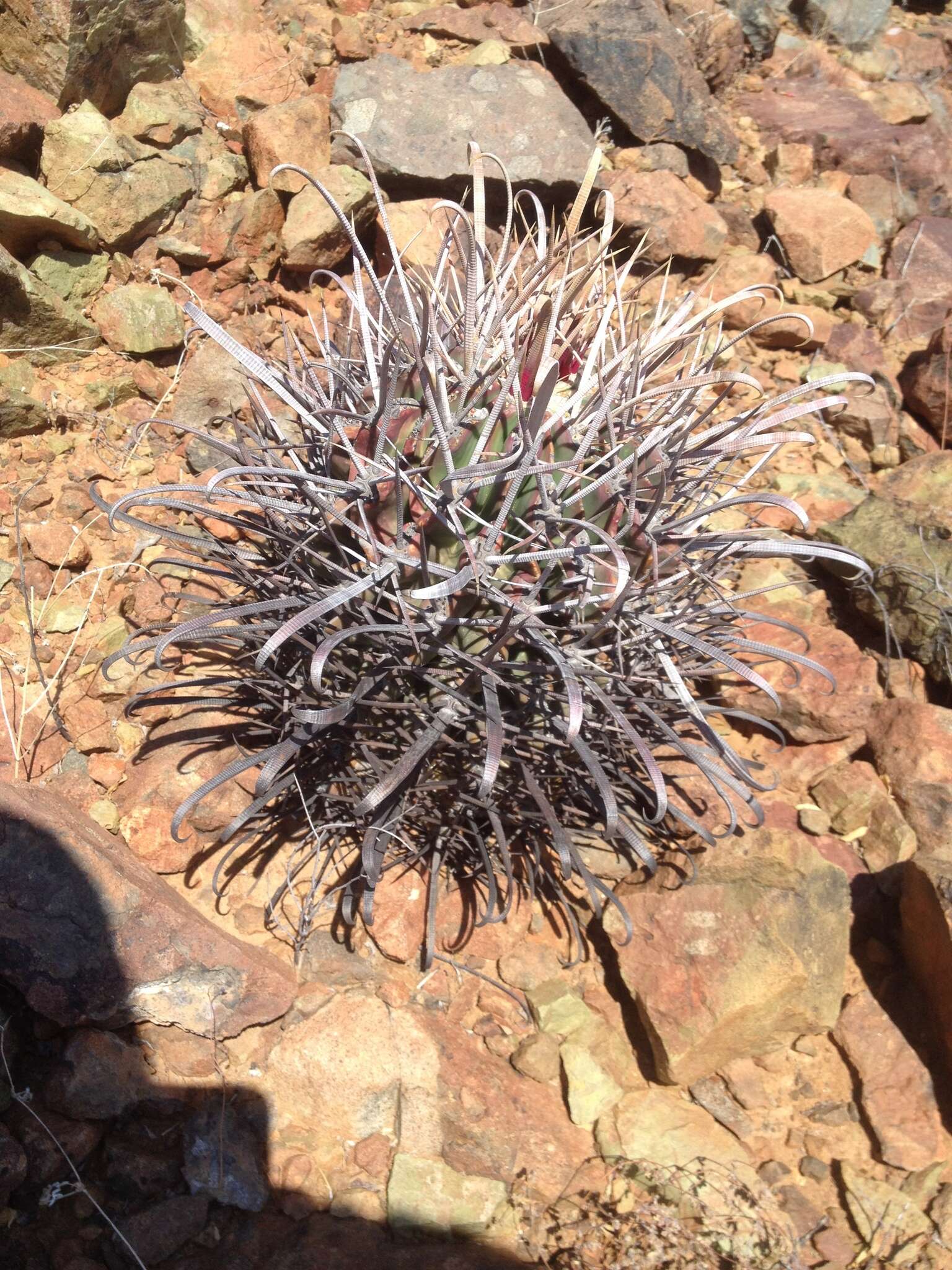 صورة Ferocactus peninsulae (F. A. C. Weber) Britton & Rose