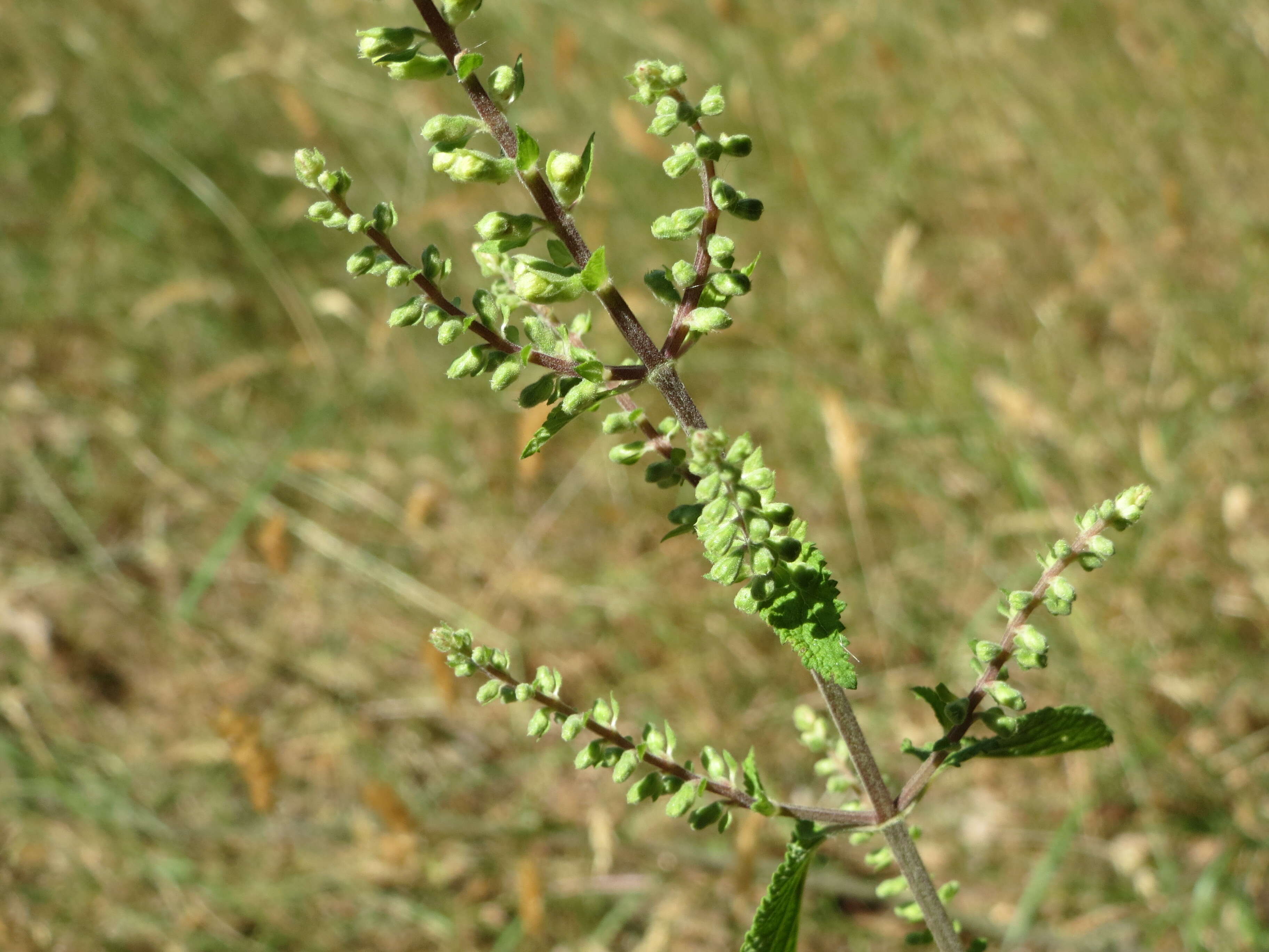 Слика од Teucrium scorodonia L.