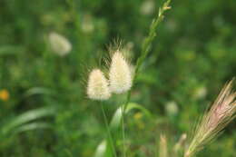 Image of harestail grass