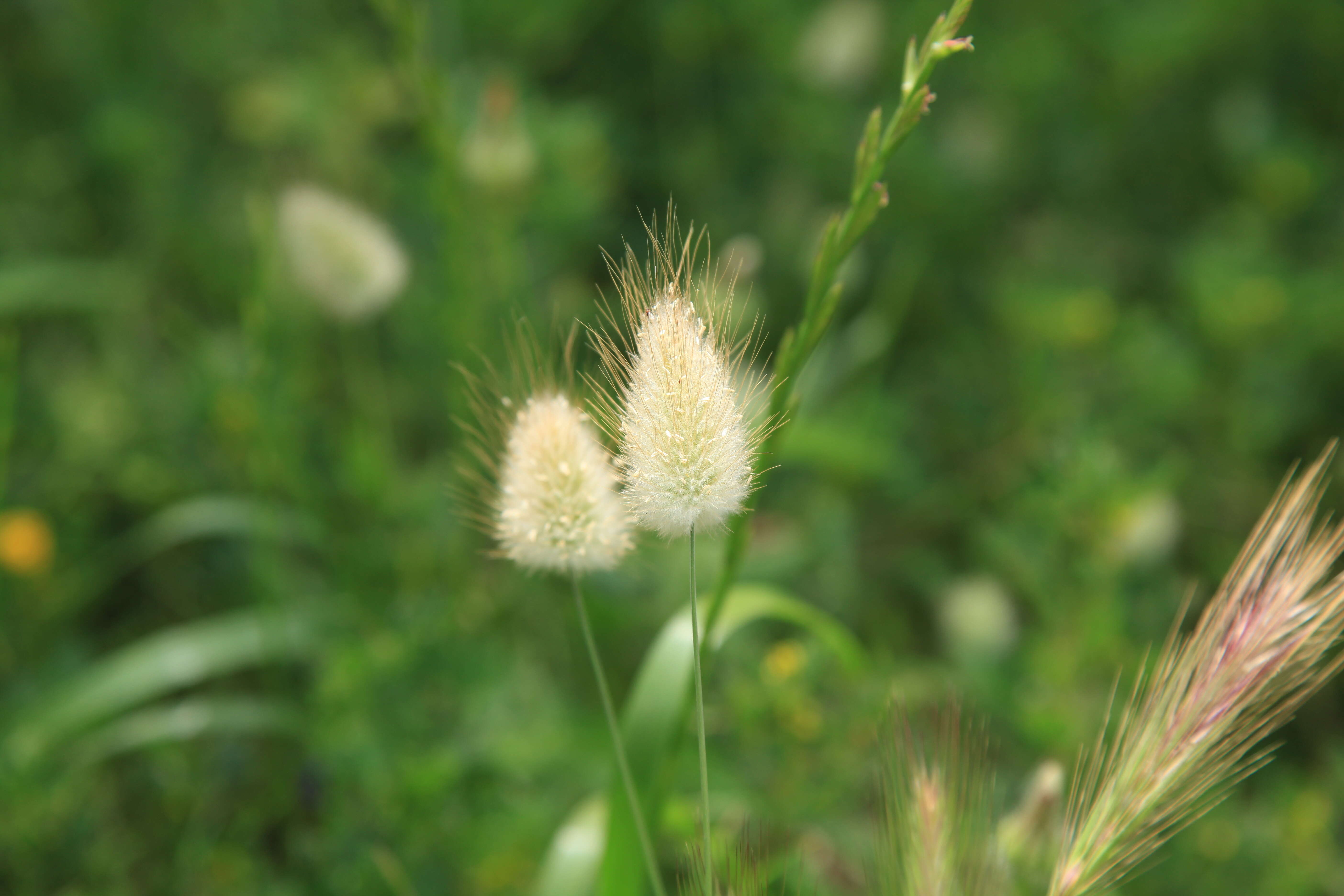 Image of harestail grass