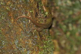 Image of Annulated Gecko
