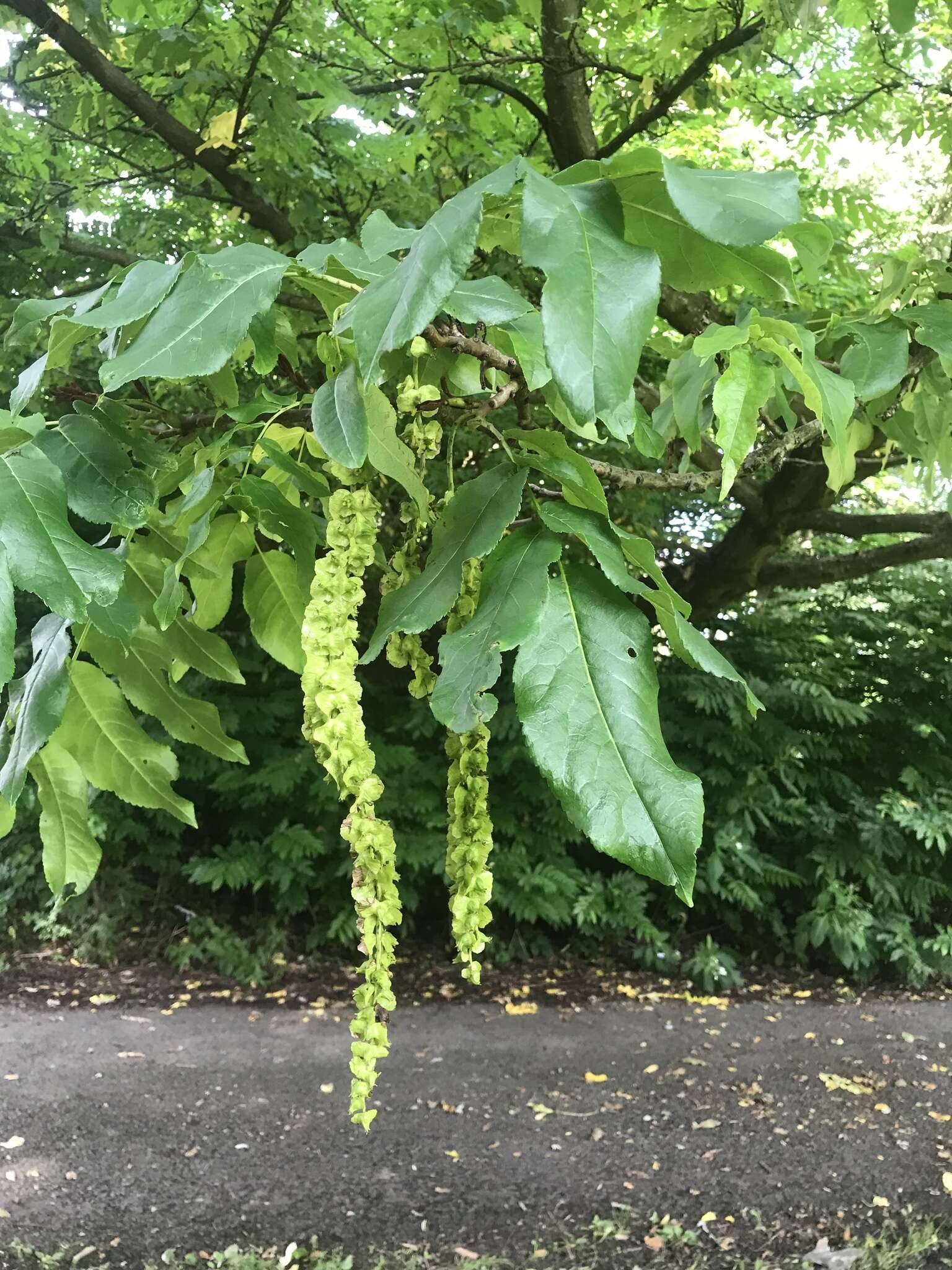 Imagem de Pterocarya pterocarpa (Michx.) Kunth ex I. Iljinsk.