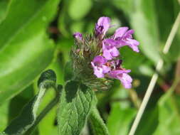 Image of wild basil