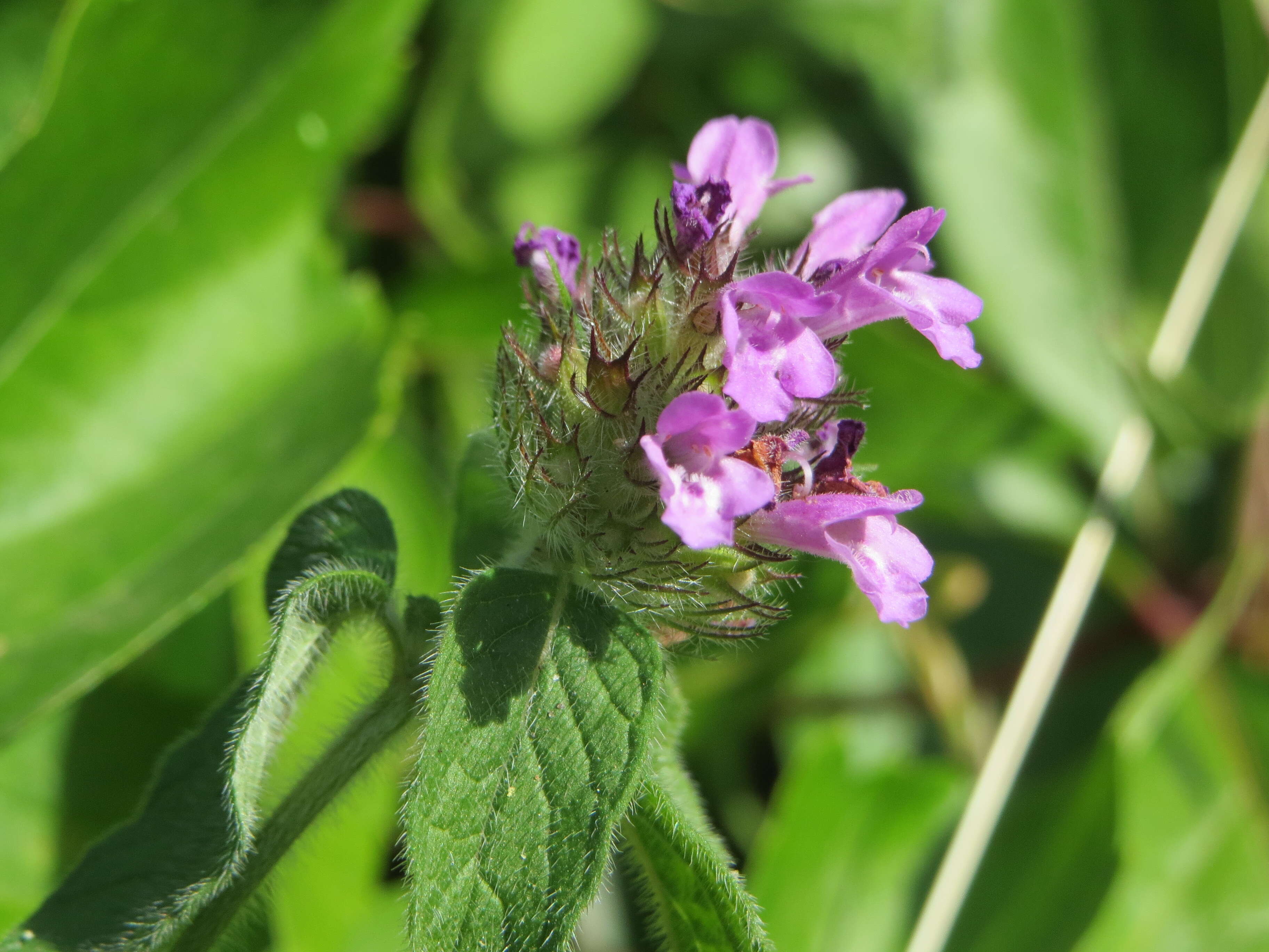 Image of wild basil