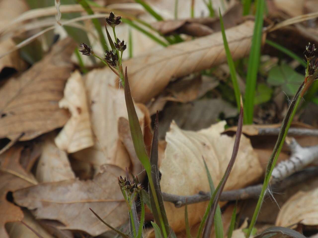 Image of Hedgehog Wood-Rush