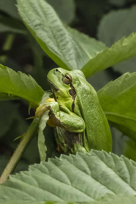 Image of Common tree frog