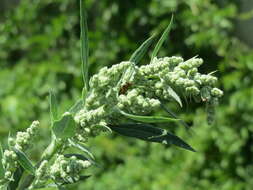 Imagem de Chenopodium album L.