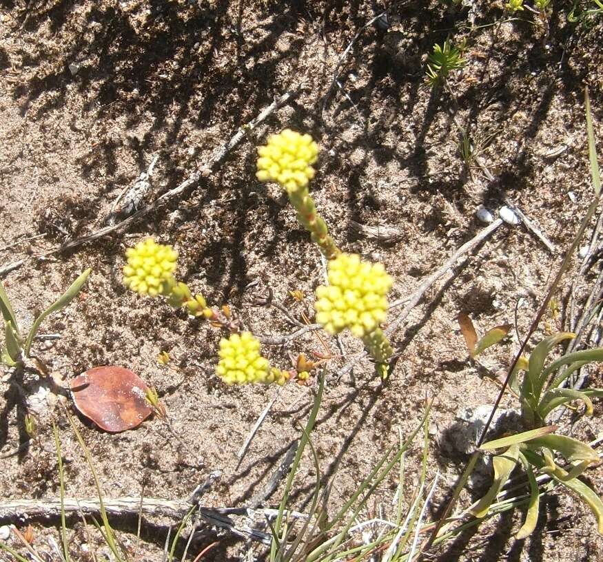 Image of Crassula subulata var. fastigiata (Schönl.) Tölken