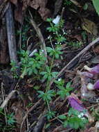 Galium echinocarpum Hayata resmi