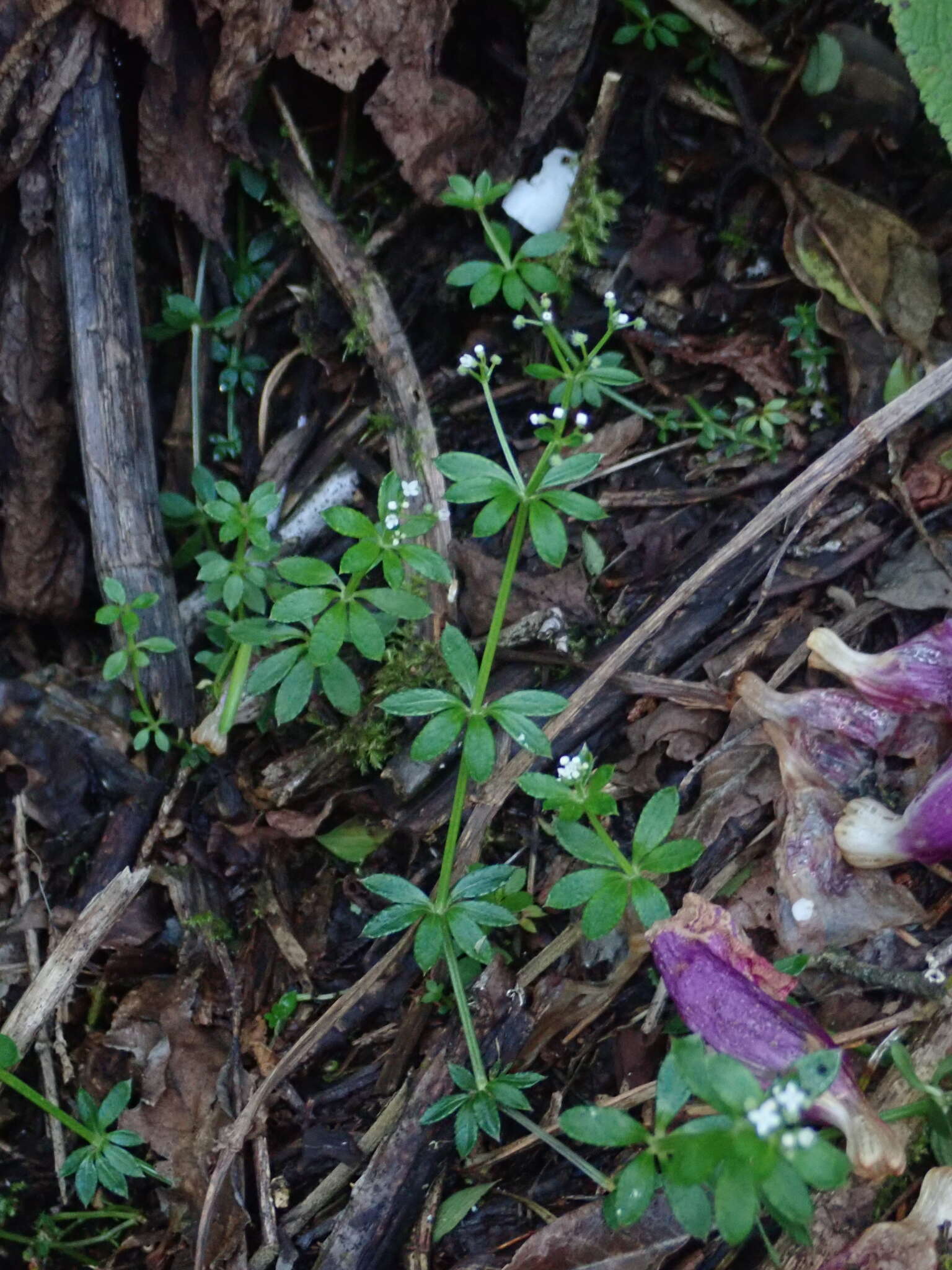 Plancia ëd Galium echinocarpum Hayata