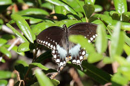 Image of Spicebush swallowtail