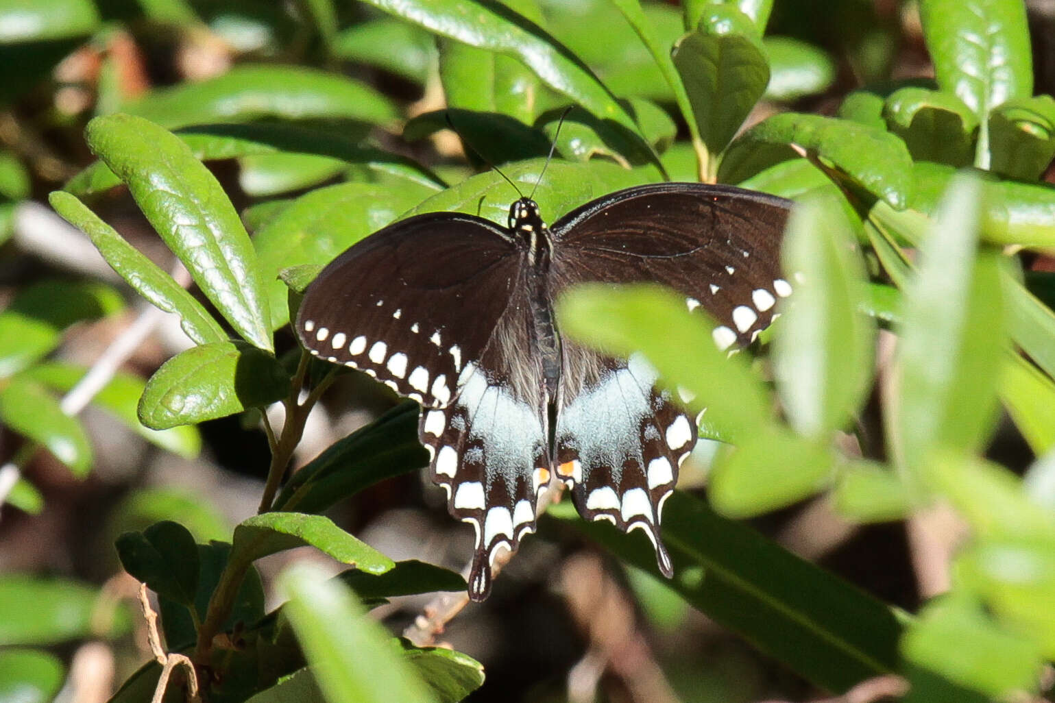 Papilio troilus Linnaeus 1758 resmi