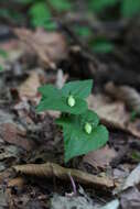 Image de Viola orientalis (Maxim.) W. Beck.