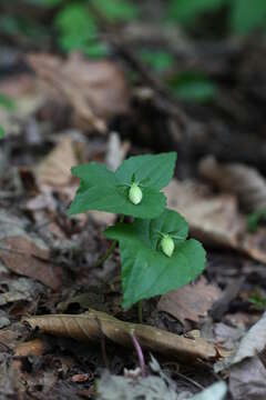 Image of Viola orientalis (Maxim.) W. Beck.