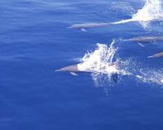 Image of Long-beaked Dolphin