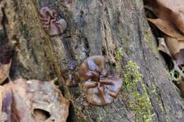 Image de Pachyella clypeata (Sacc.) Le Gal 1953