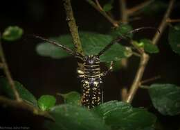 Image of Rhytiphora albocincta (Guérin-Méneville 1831)