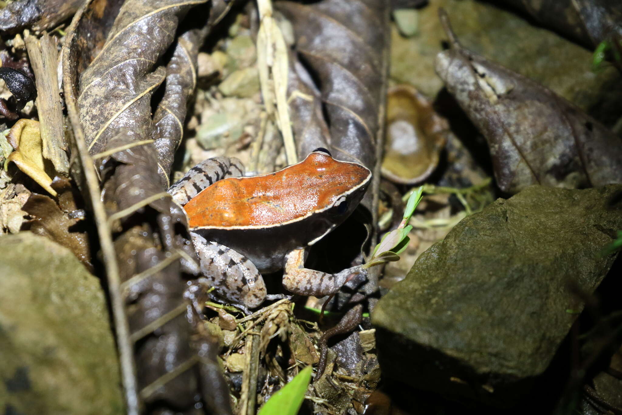 Imagem de Abavorana luctuosa (Peters 1871)