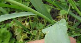 Image of Tulipa undulatifolia var. micheliana (Hoog) Wilford