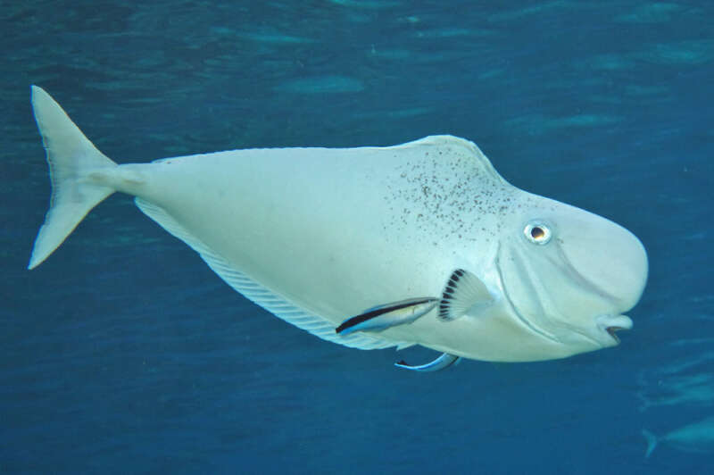 Image of Bulbnose Unicornfish