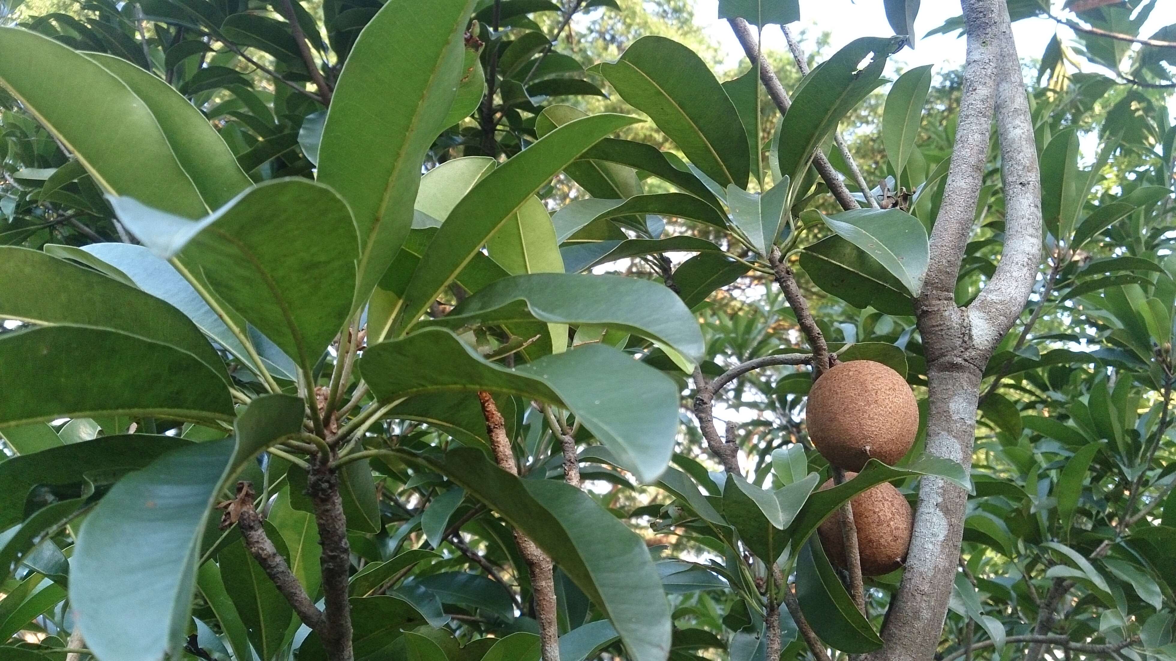 Image of sapodilla