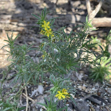 Imagem de Vahlia capensis (L. fil.) Thunb.