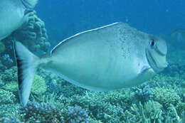 Image of Bulbnose Unicornfish