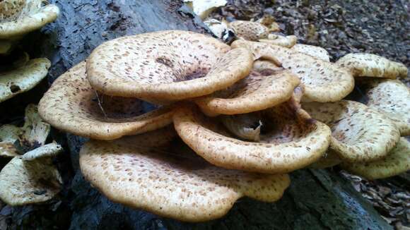 Image of dryad's saddle