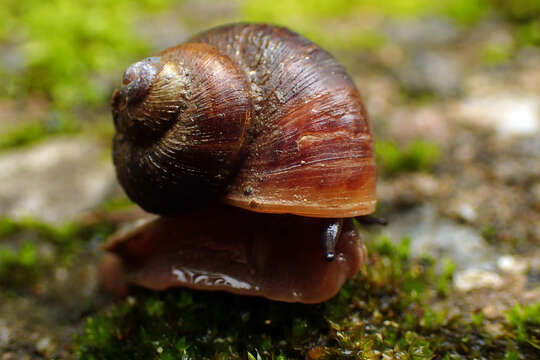 صورة Cyclophorus herklotsi Martens 1860