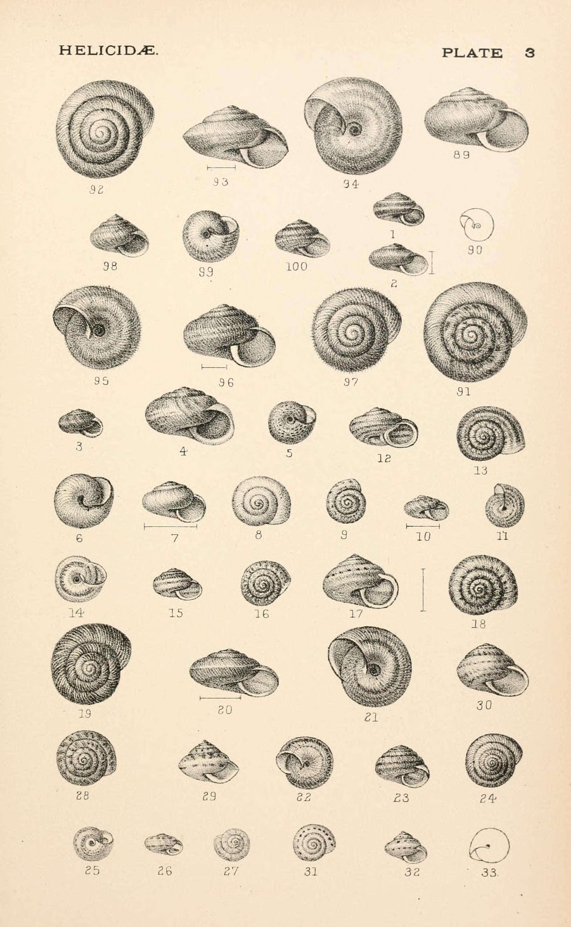 Image of helicid snails