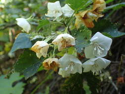 Sivun Dombeya tiliacea (Endl.) Planch. kuva