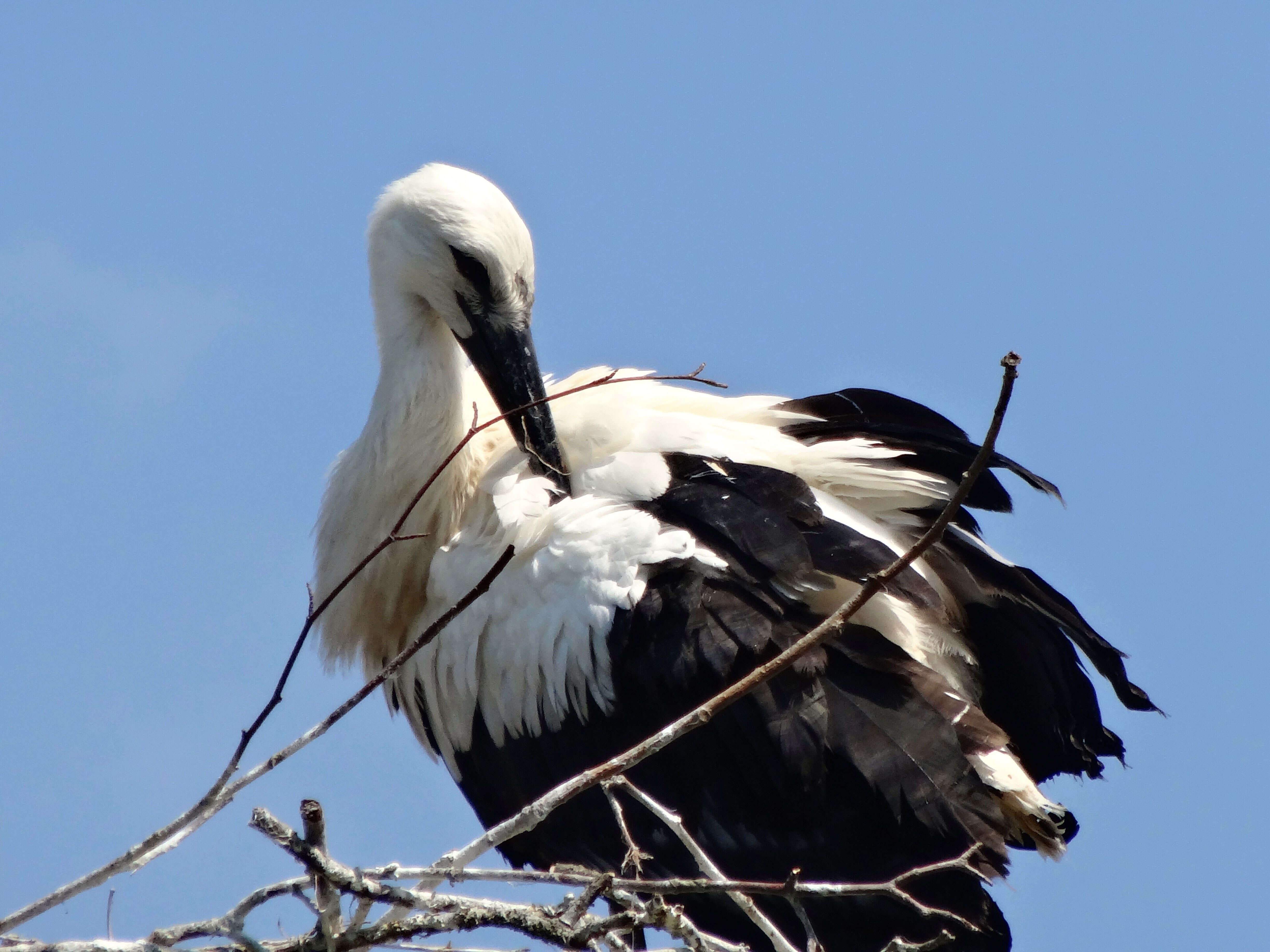 Image of Japanese White Stork