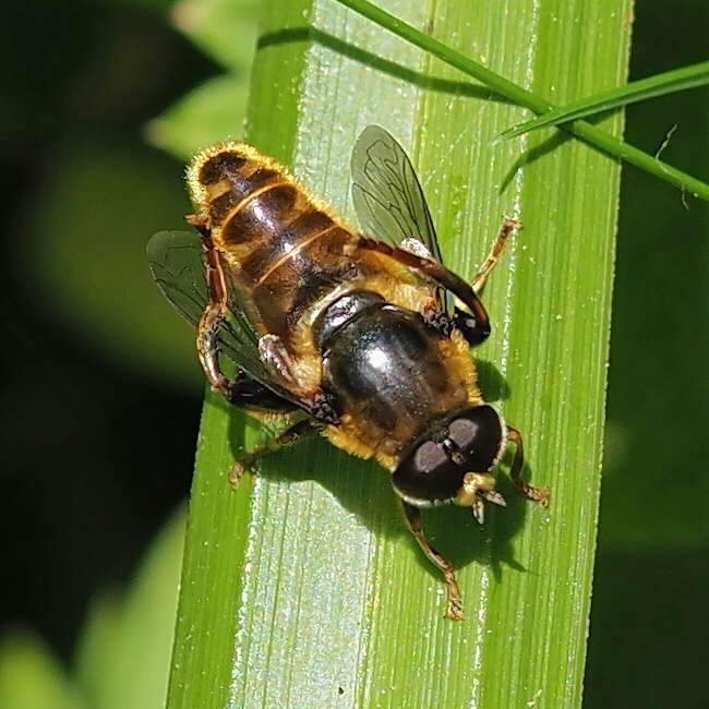 Image of Merodon avidus (Rossi 1790)